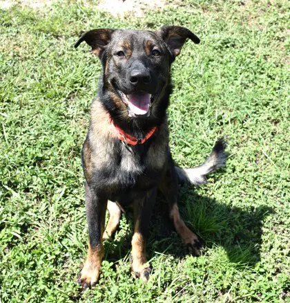Fatso - German Shepherd Dog