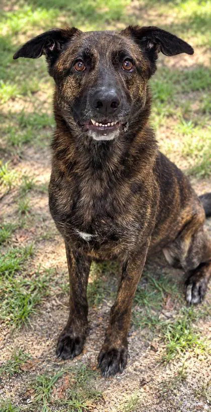 Diesel - German Shepherd Dog