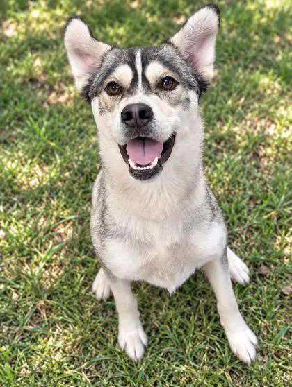 Tucker - Siberian Husky