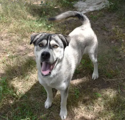 Tucker image 2