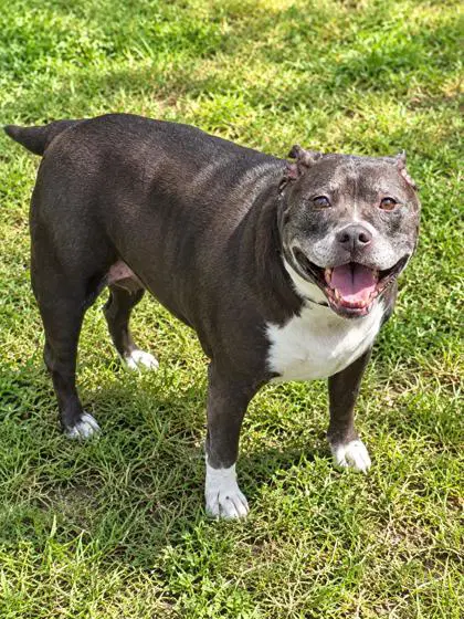 Hoopla - Mixed Breed