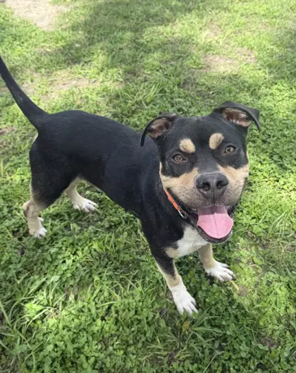 Hershey - Rottweiler