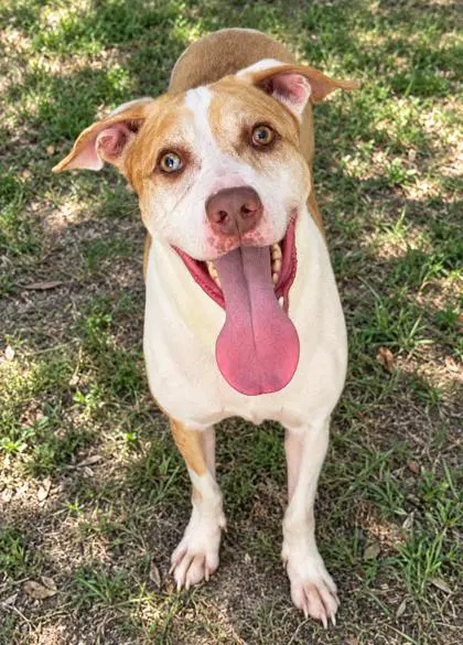 Gomez - American Staffordshire Terrier