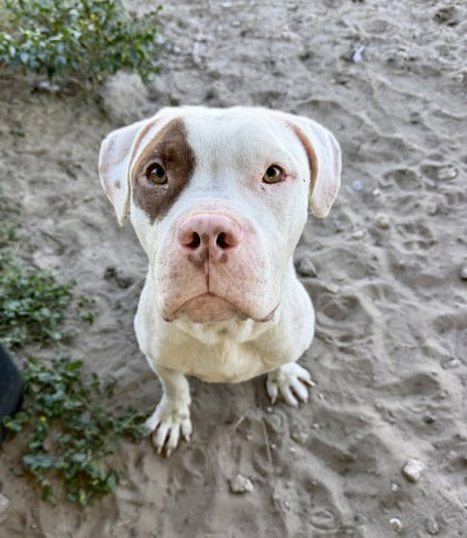 Target, Pit Bull Terrier