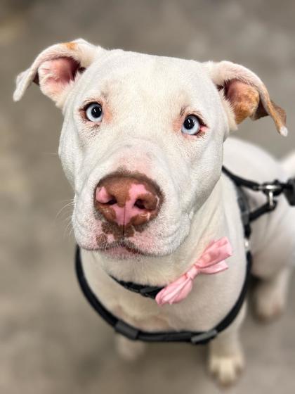 Meance, American Hairless Terrier