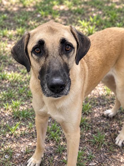 Aggie, Anatolian Shepherd