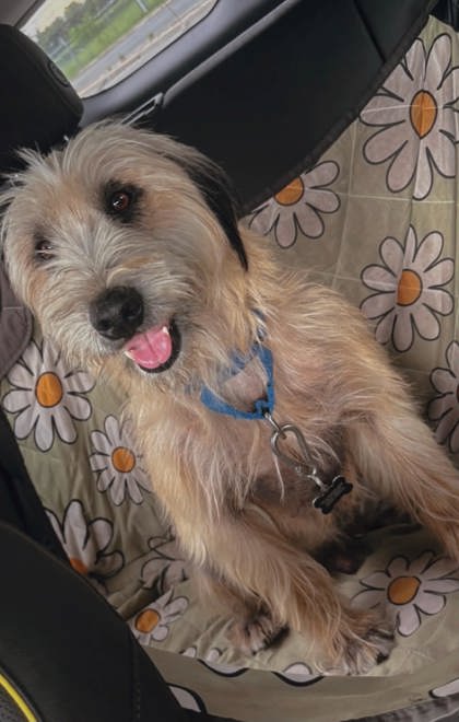 Jax, Wheaten Terrier