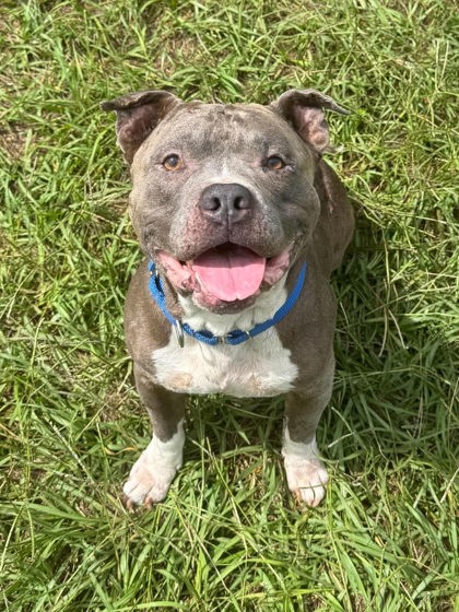Smokey, Pit Bull Terrier