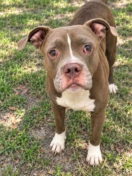 Sawyer, Pit Bull Terrier
