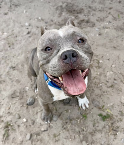 Cinder, Pit Bull Terrier