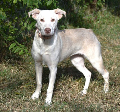 Possum, Labrador Retriever
