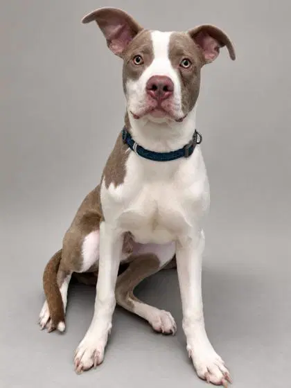 Lewis - American Staffordshire Terrier