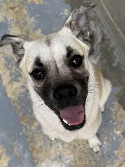 Otis - Pug