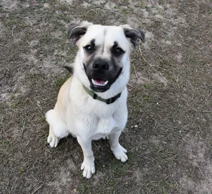 Otis image 2
