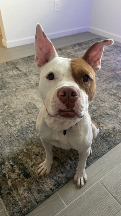 Big Dog Butters