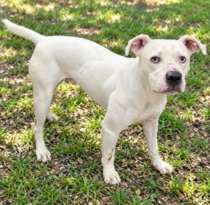 Puppy - American Staffordshire Terrier