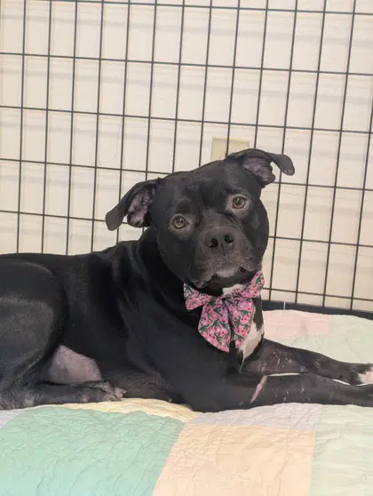 Highlander - American Staffordshire Terrier