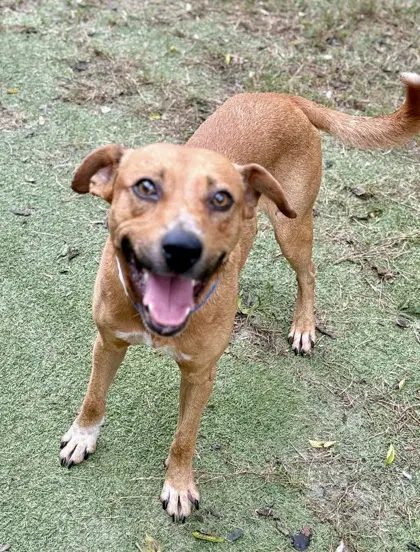 Barkansas - Black Mouth Cur