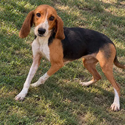 Florence - Beagle