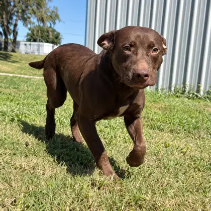 Bludger - Labrador Retriever