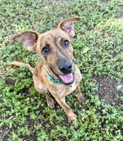 Bobby Sue - Mountain Cur