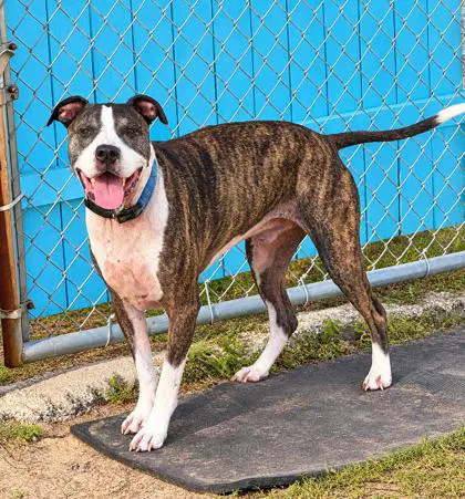 Kona image 2