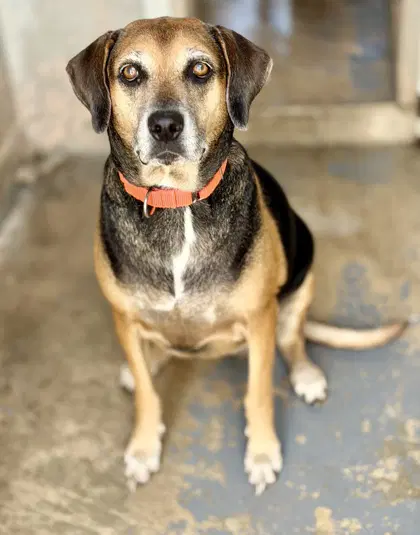 Lola - Beagle