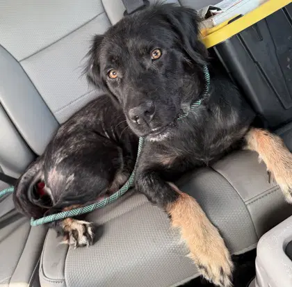 Galena - Labrador Retriever
