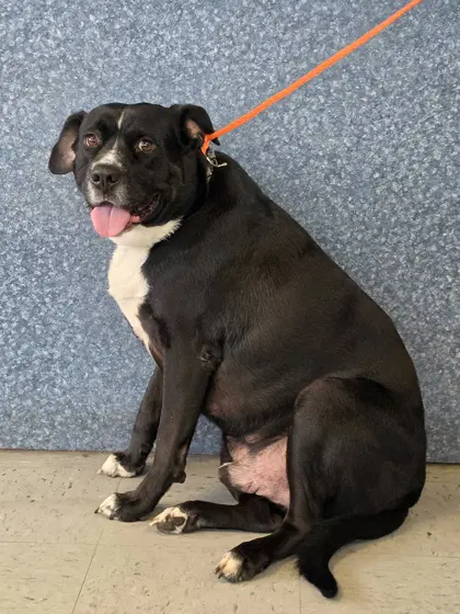 Costa - Mixed Breed
