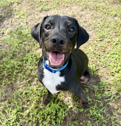 Duke Butler - Boxer
