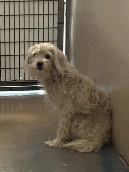 Tarkin - Maltese