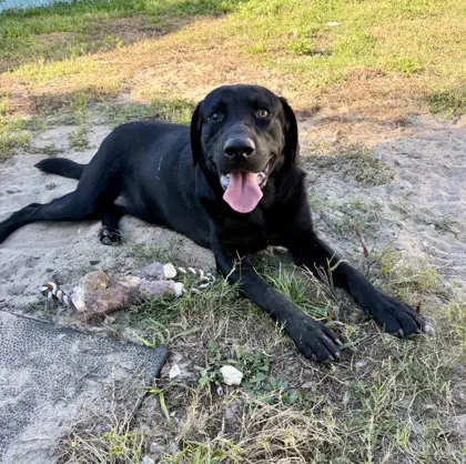 Stray W Dunnellon - Cane Corso Mastiff