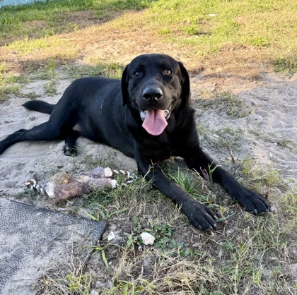 Stray W Dunnellon