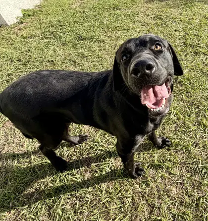 Stray W Dunnellon image 2