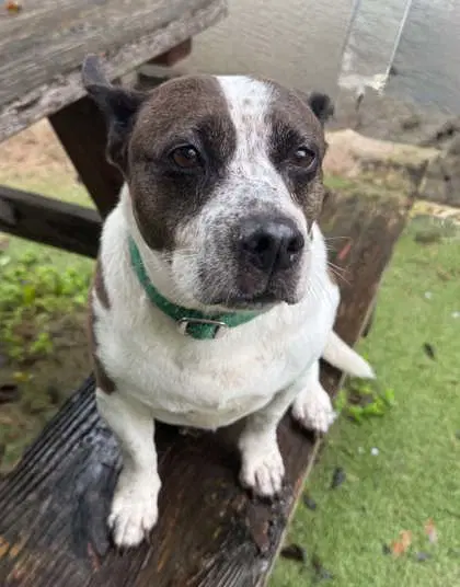 Sprinkles - Boston Terrier