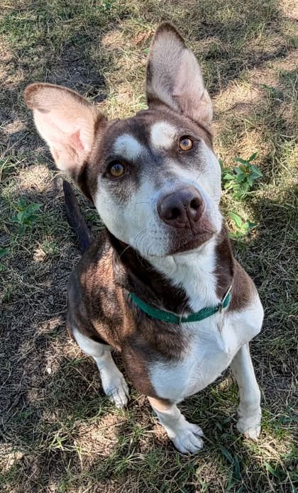 Lily - Husky
