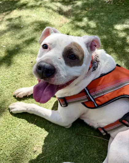 Margaret - Pit Bull Terrier