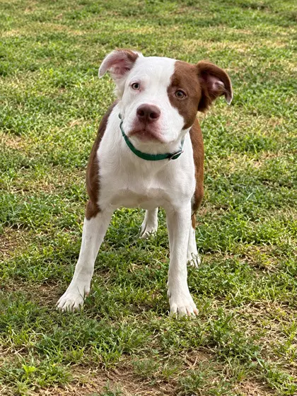 Opal - Pit Bull Terrier