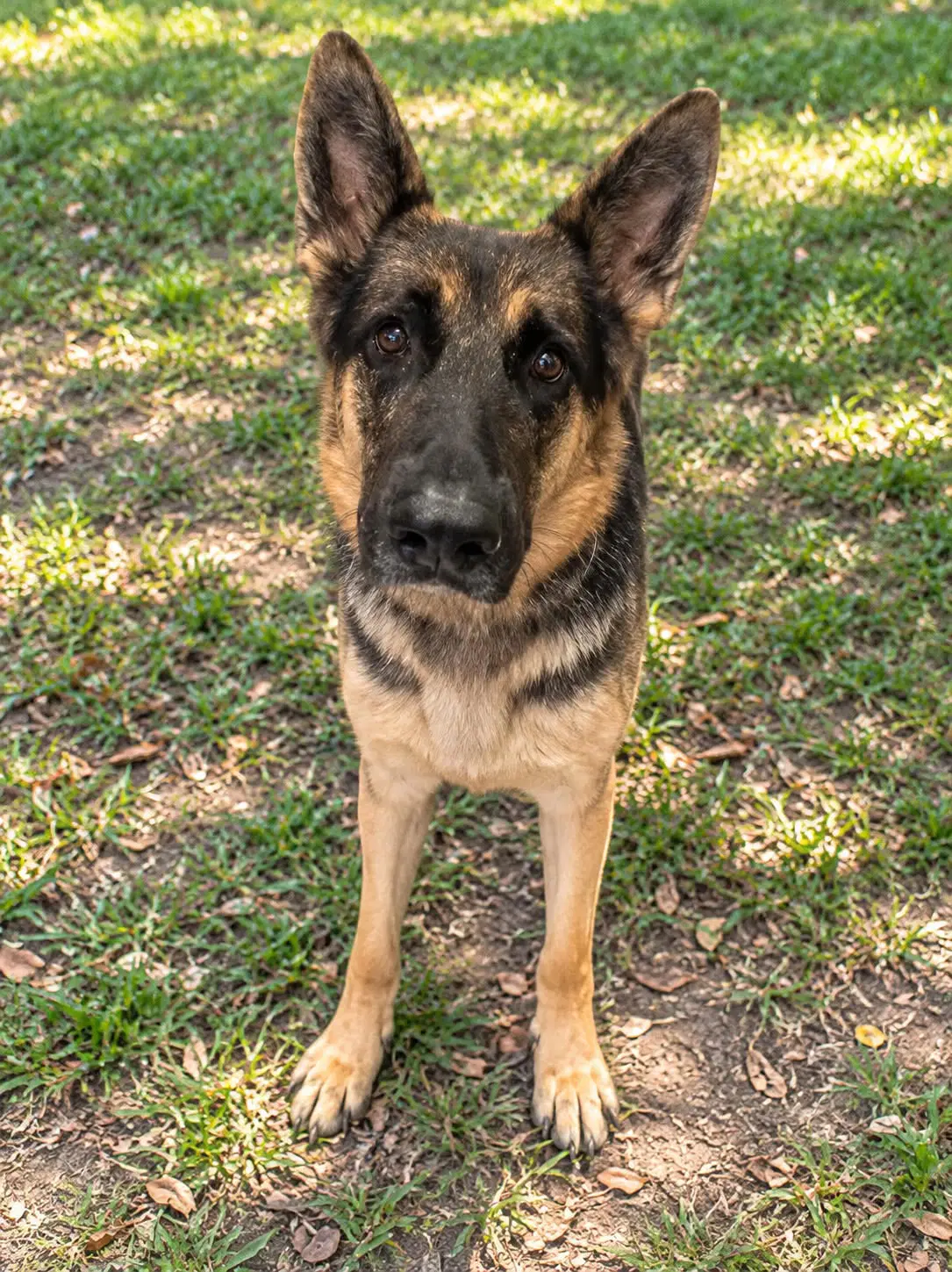 Sally - German Shepherd Dog
