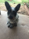 Georgie