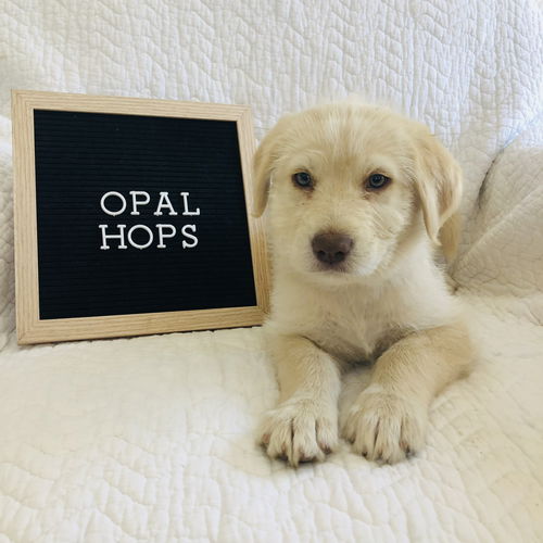 Opal Hopps