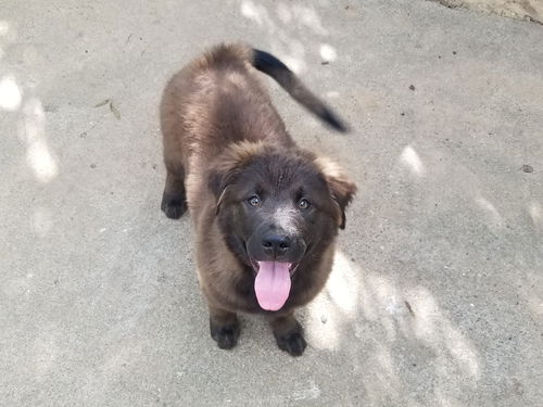 Oso Bear