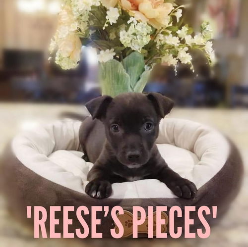 Reese's Pieces