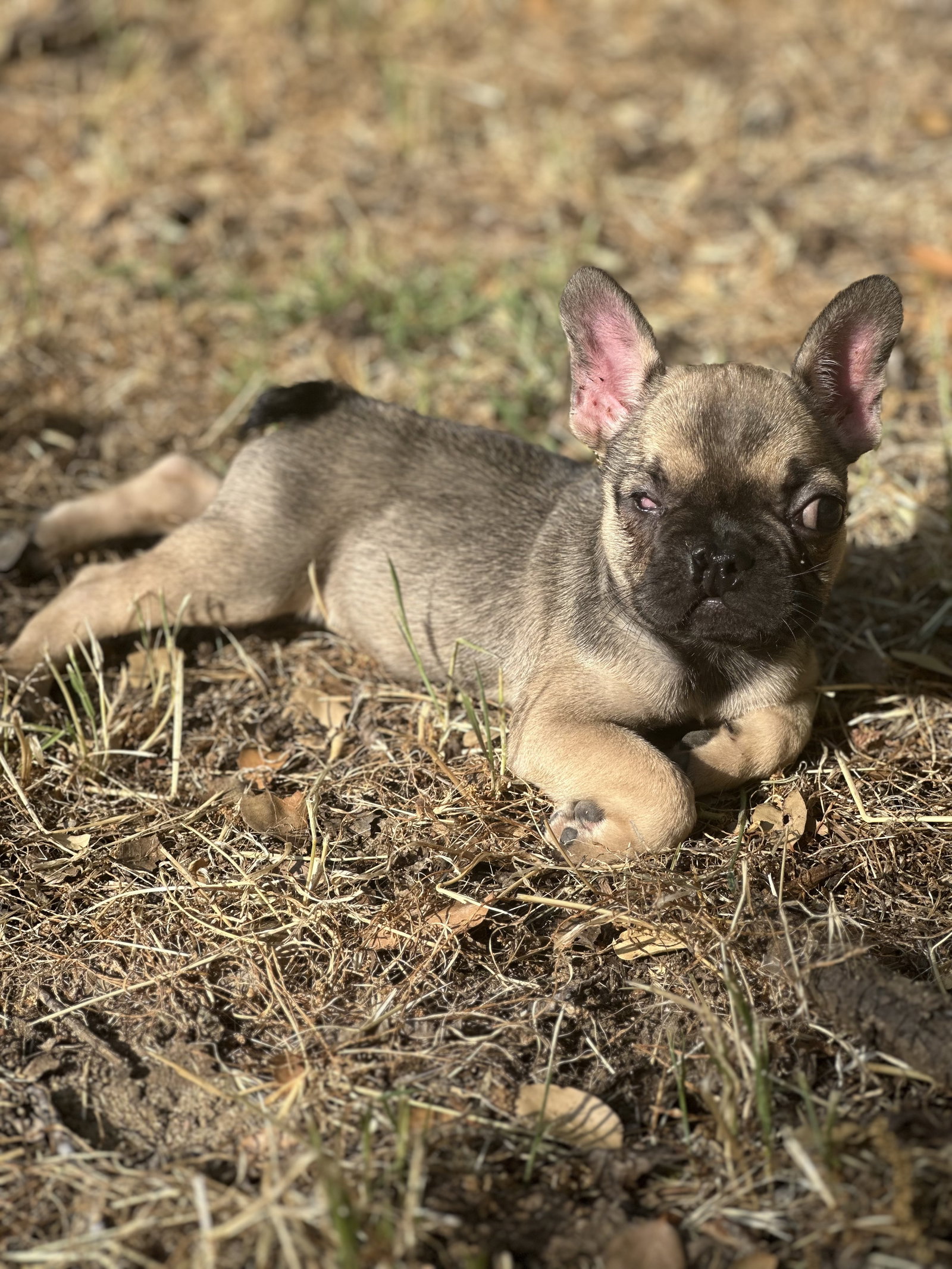 Dog for Adoption Kitt, a French Bulldog in Yolo County, CA Alpha Paw