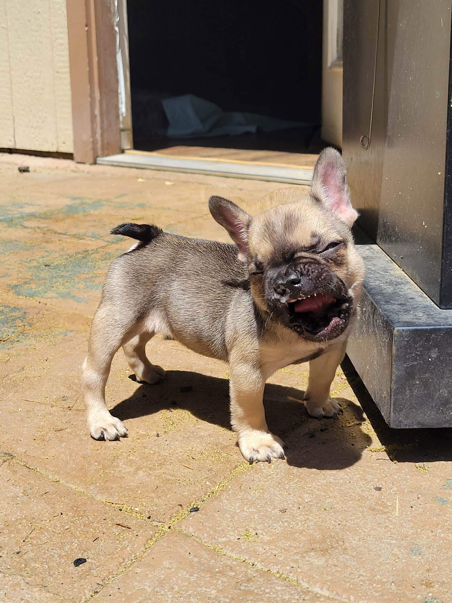Dog for Adoption Kitt, a French Bulldog in Yolo County, CA Alpha Paw