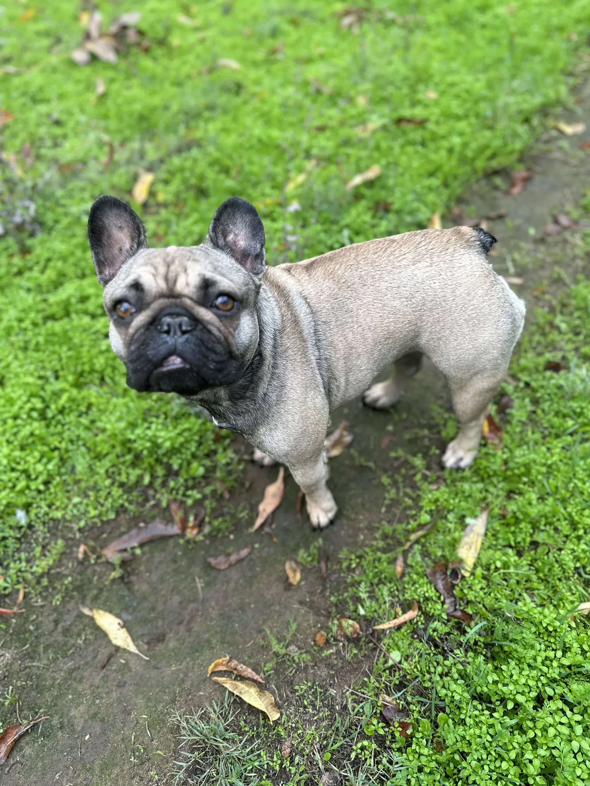 Brie - French Bulldog