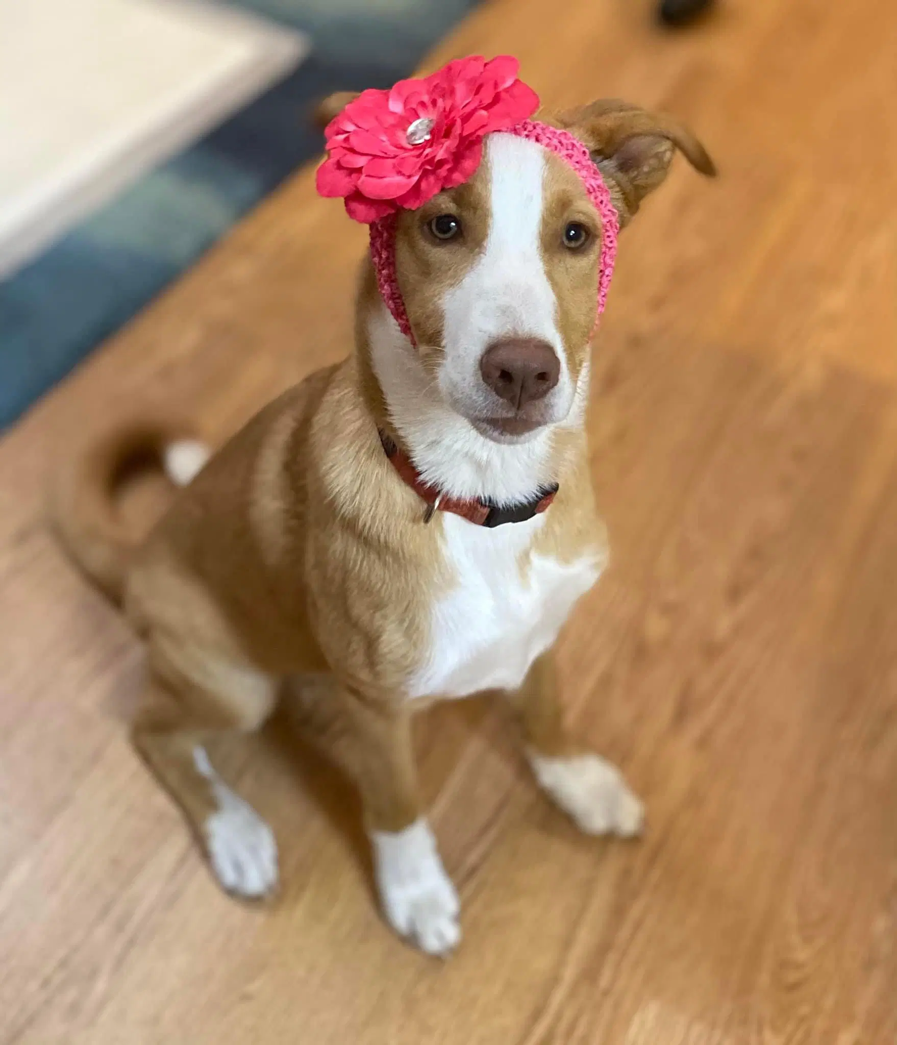 Ginger Spice - Husky