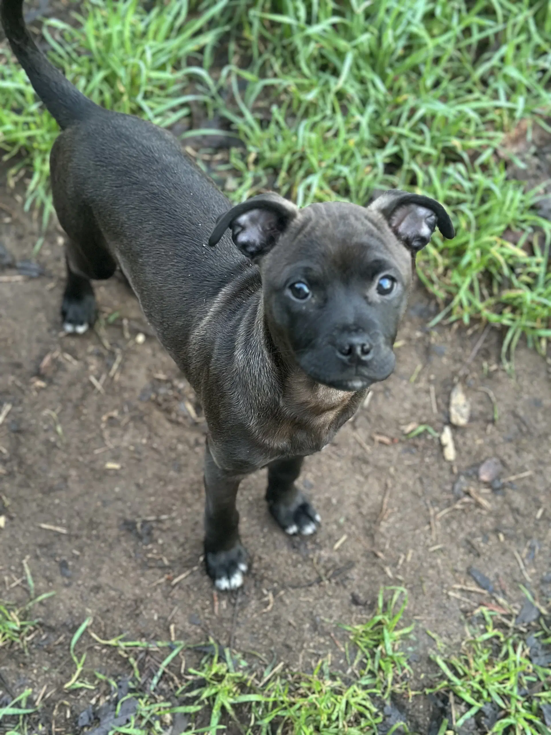 Aggie - Chihuahua