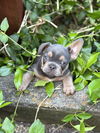 Fleacia