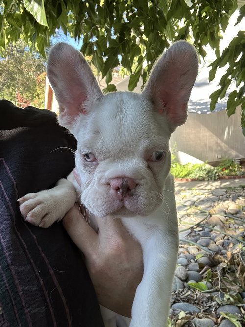 picture of the dog needing adoption